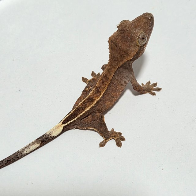 릴리화이트 노멀