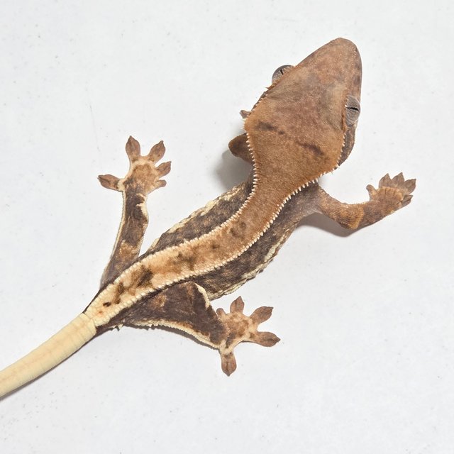 노멀 릴리화이트