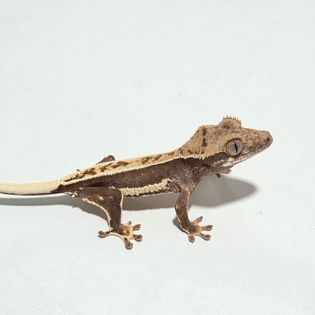 릴리화이트 엠티백