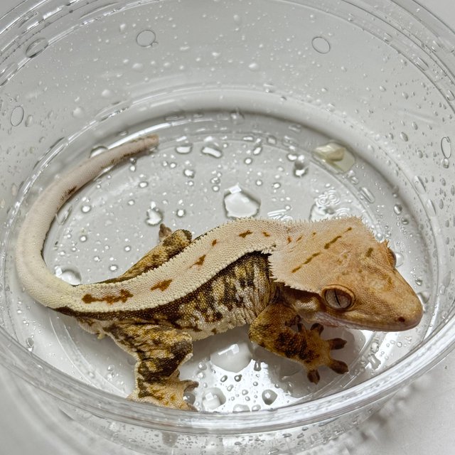 노멀 트라이 쿼드 익스트림할리퀸