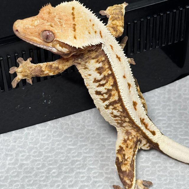 노멀 트라이 쿼드 익스트림할리퀸