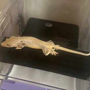 릴리화이트 트라이