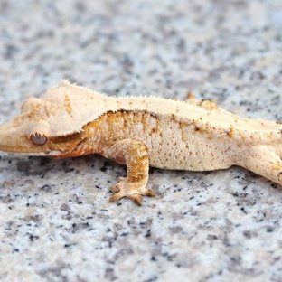 (다이노개체) 프로스트