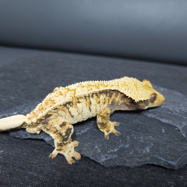 노멀 트라이 드리피 화이트스팟