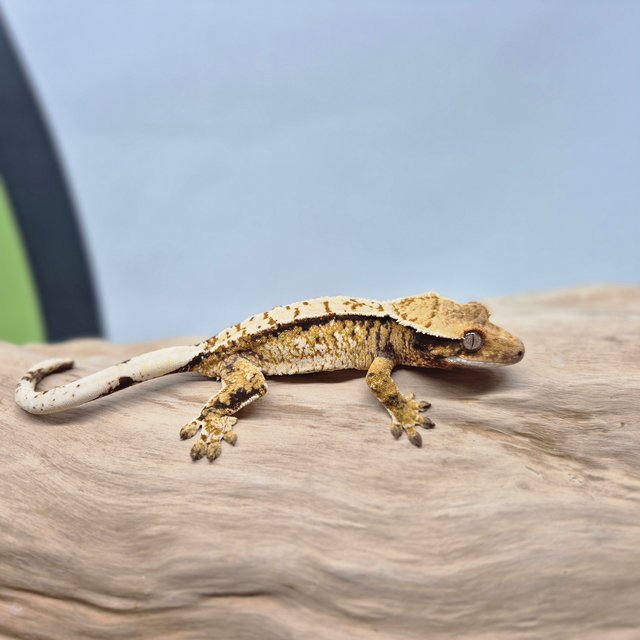 트라이 노멀 쿼드 화이트스팟 화이트크라운