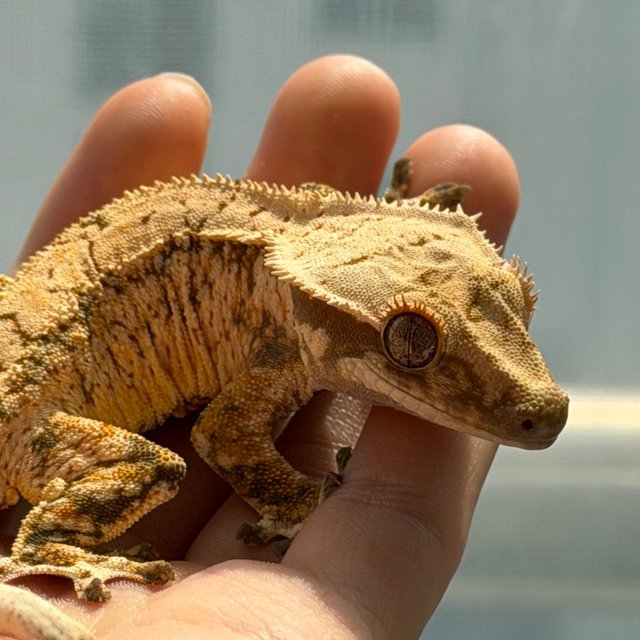 노멀 트라이 화이트스팟 드리피