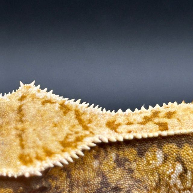 트라이 노멀 쿼드 화이트스팟