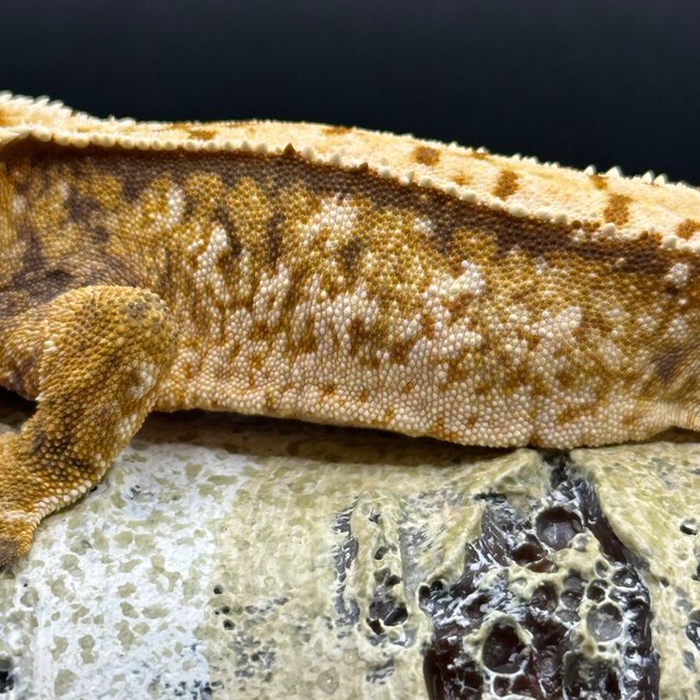 트라이 노멀 쿼드 화이트스팟