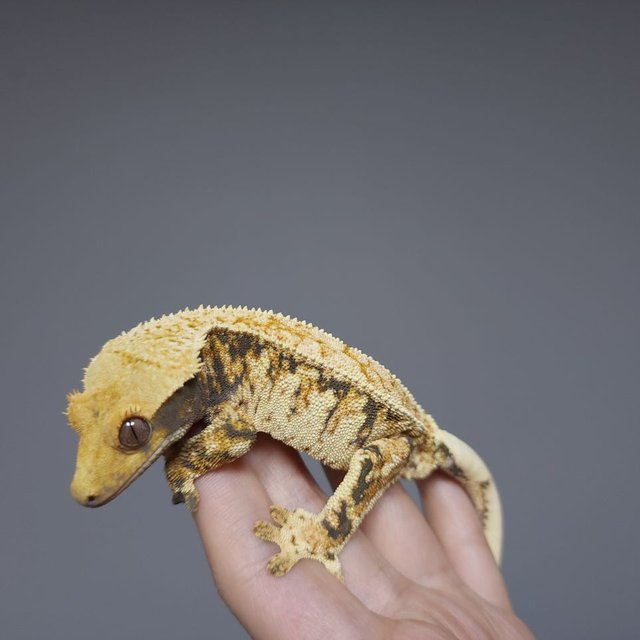 노멀 트라이 드리피 화이트스팟