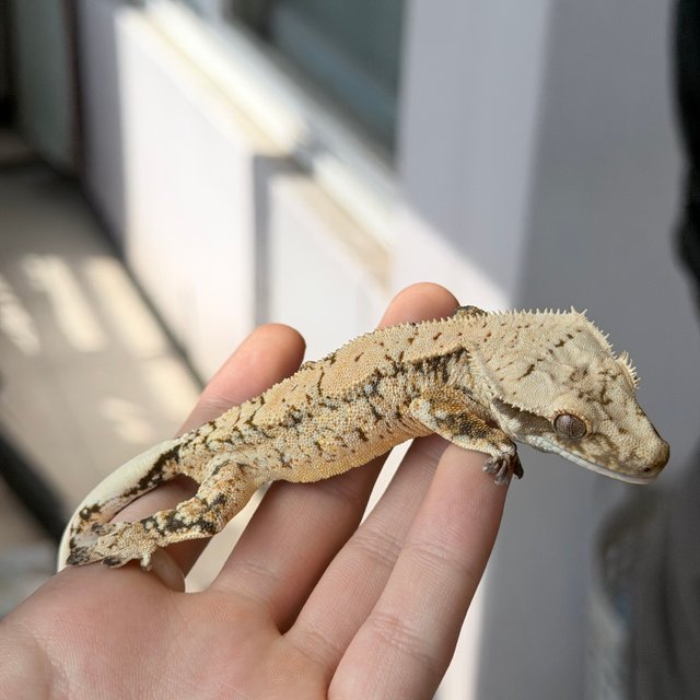 노멀 트라이 화이트스팟 드리피