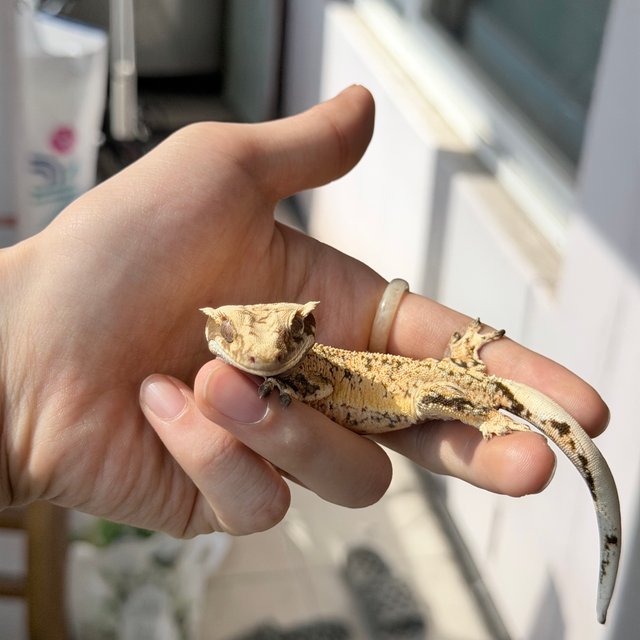 노멀 트라이 화이트스팟 드리피