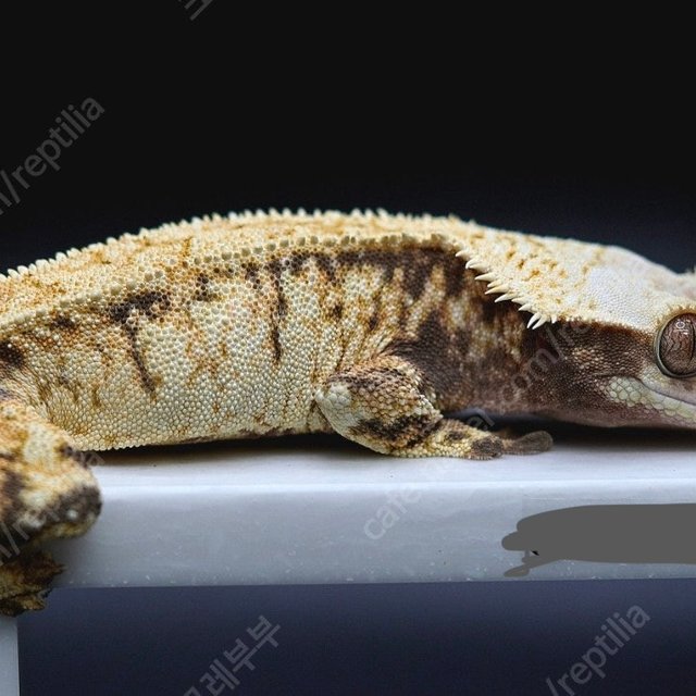 노멀 트라이 드리피 화이트스팟