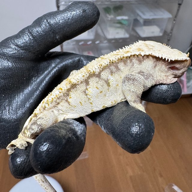 노멀 화이트스팟 트라이