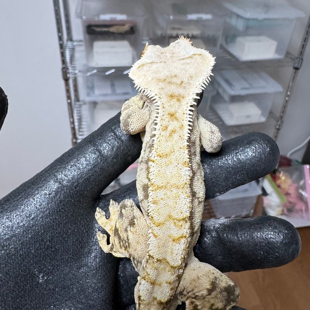 노멀 화이트스팟 트라이