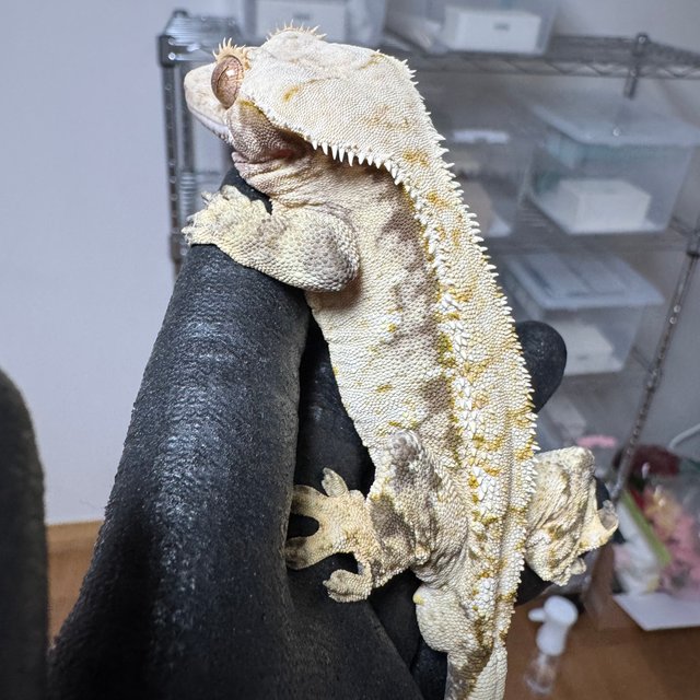 노멀 화이트스팟 트라이