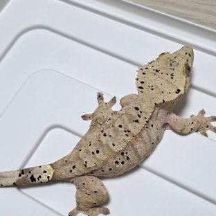 달마시안 슈퍼달마시안