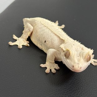 달마시안 슈퍼달마시안