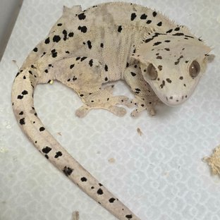 슈퍼달마시안 달마시안