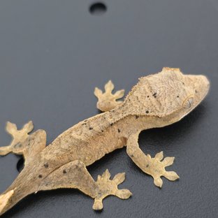 달마시안 슈퍼달마시안