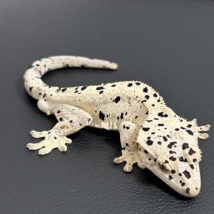 슈퍼달마시안 달마시안