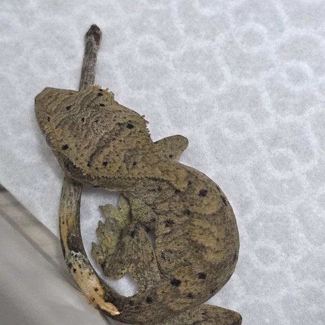 달마시안 슈퍼달마시안