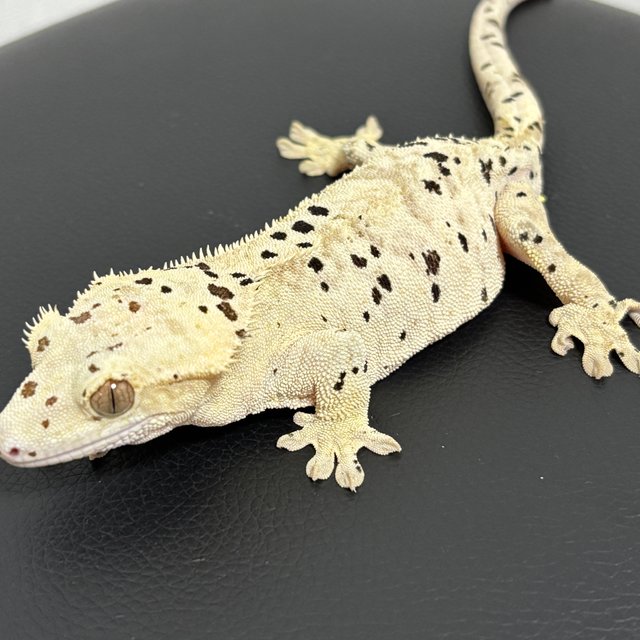 슈퍼달마시안 달마시안