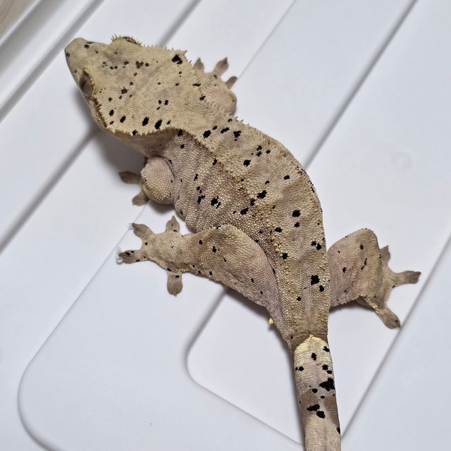 달마시안 슈퍼달마시안