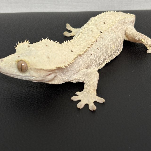 달마시안 슈퍼달마시안