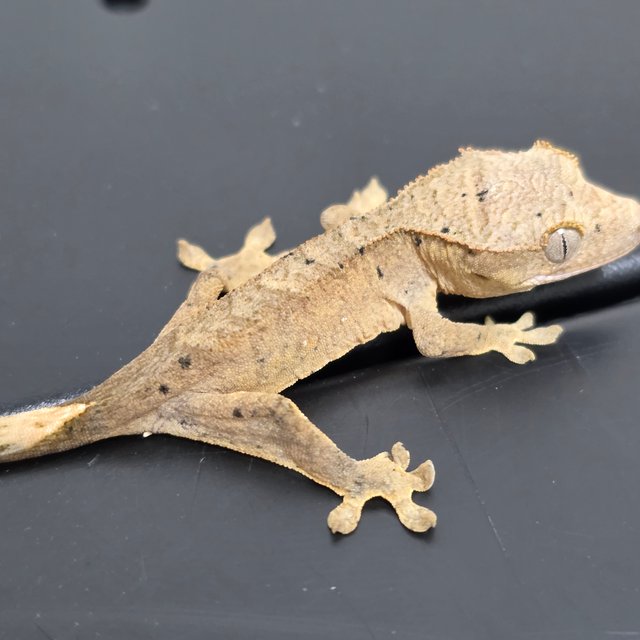 달마시안 슈퍼달마시안