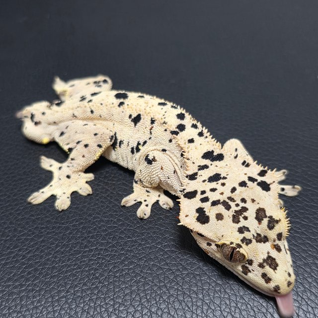 달마시안 슈퍼달마시안