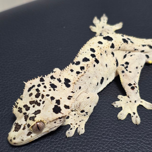 달마시안 슈퍼달마시안