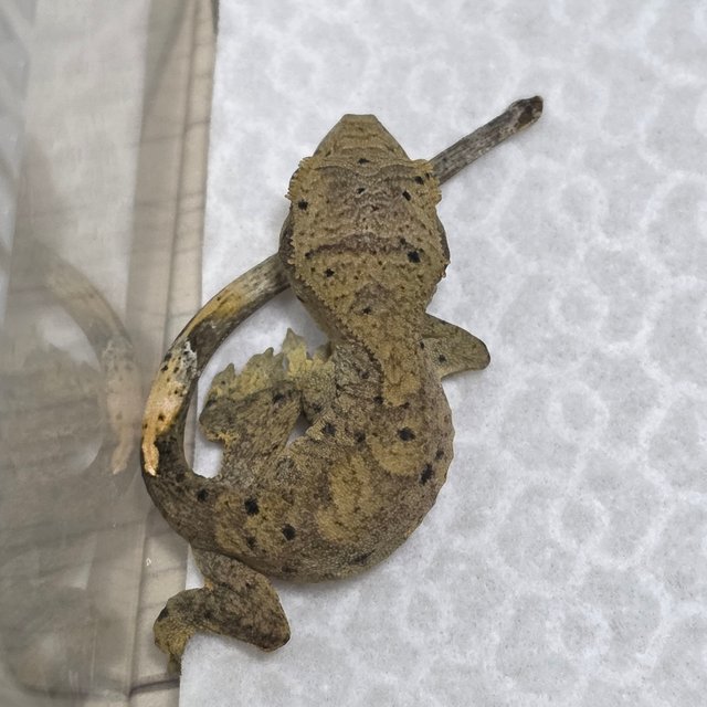 달마시안 슈퍼달마시안