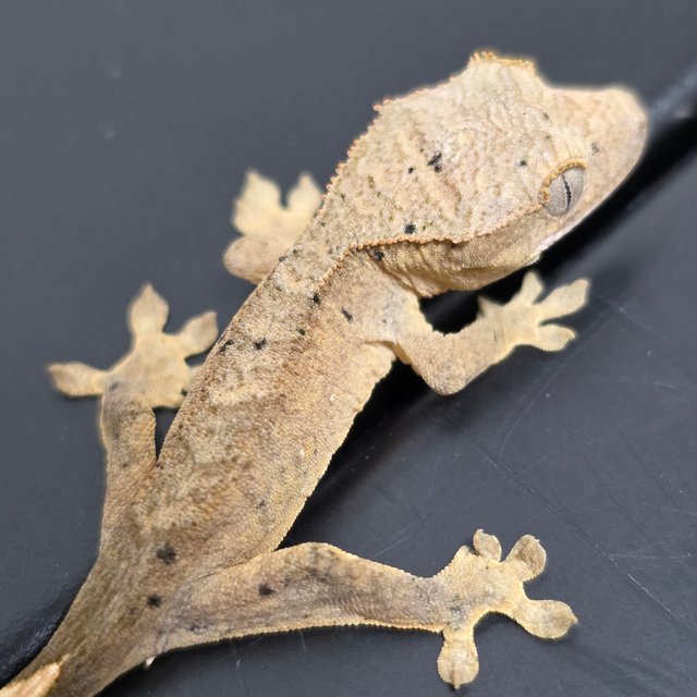 달마시안 슈퍼달마시안