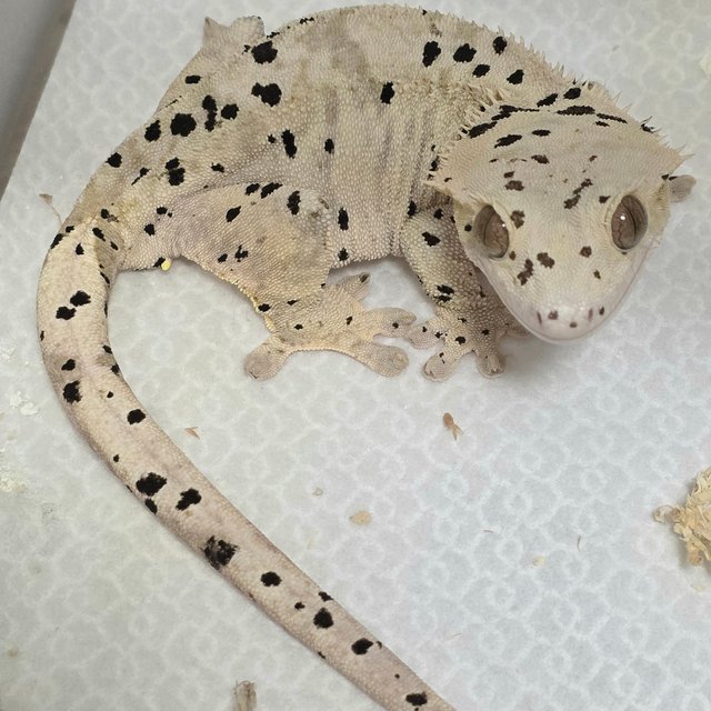 슈퍼달마시안 달마시안