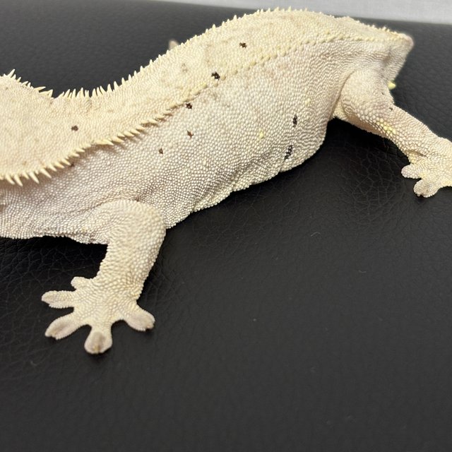 달마시안 슈퍼달마시안