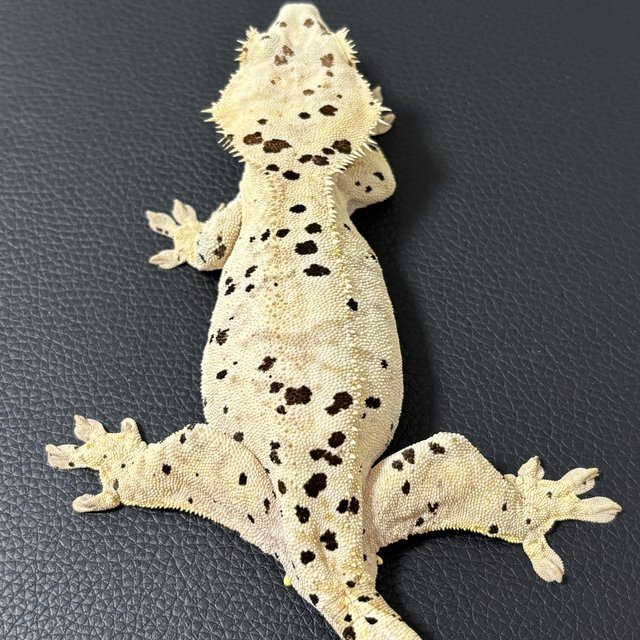 슈퍼달마시안 달마시안