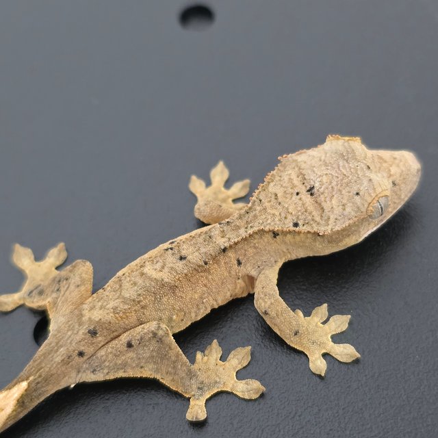 달마시안 슈퍼달마시안