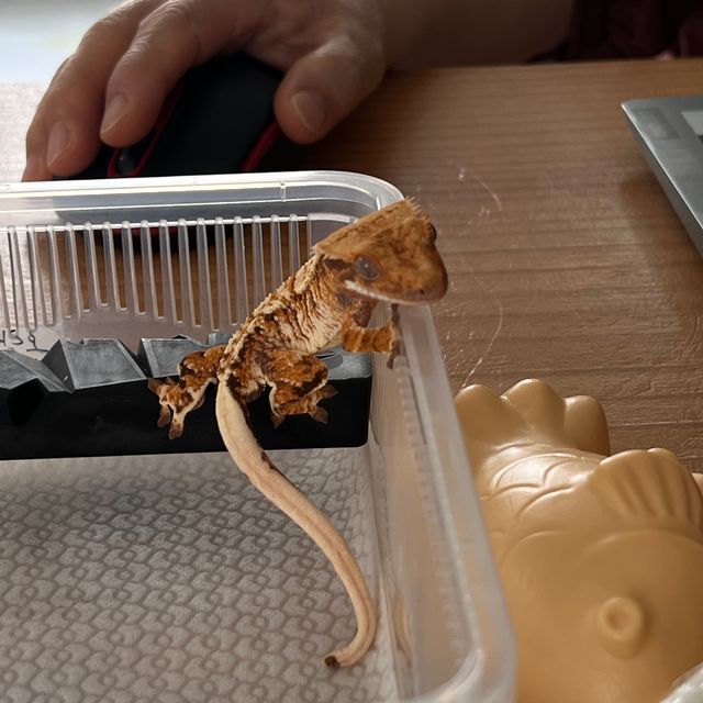 트라이 익스트림할리퀸 텐저린