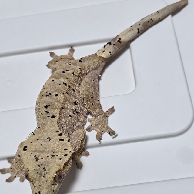 달마시안 슈퍼달마시안