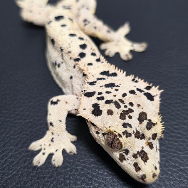 달마시안 슈퍼달마시안