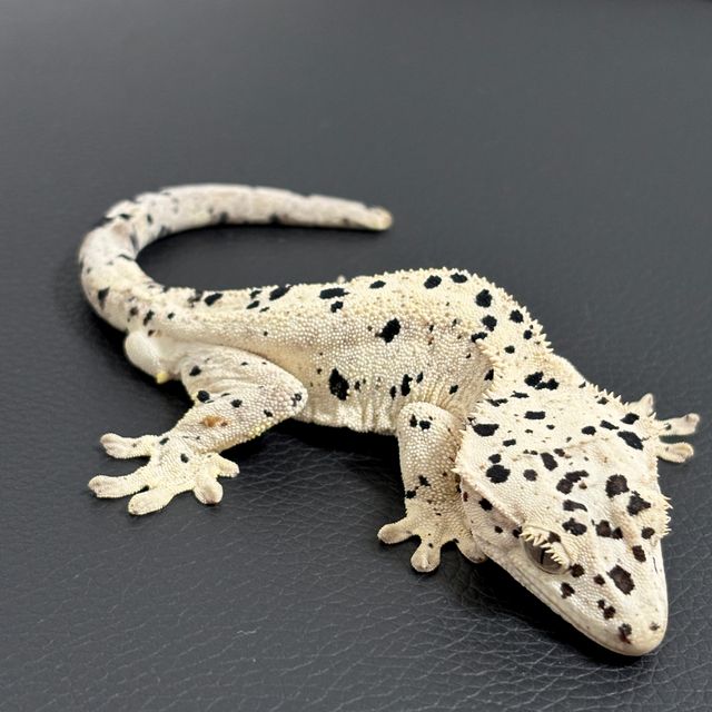 슈퍼달마시안 달마시안