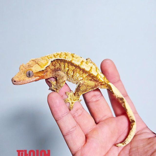노멀 트라이