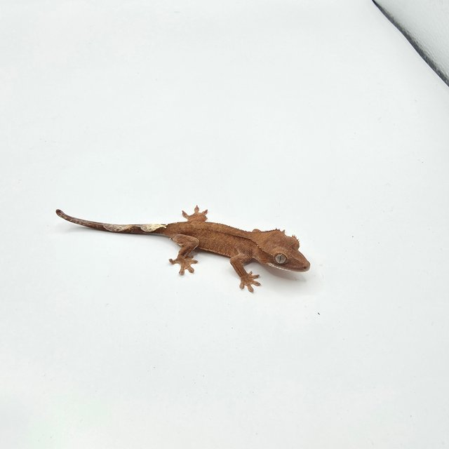 레드 크림 카푸치노