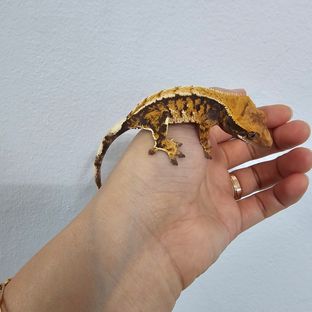 노멀 트라이 바브 텐저린