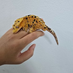 슈퍼달마시안 레드 달마시안