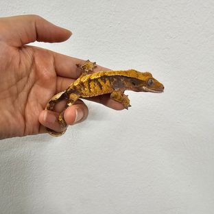 노멀 트라이 텐저린 바브