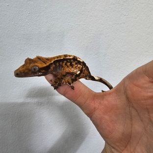노멀 드리피 텐저린 바브