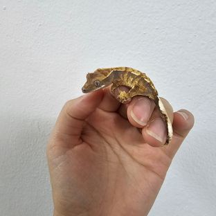 노멀 트라이 텐저린 바브