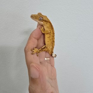 노멀 브린들 옐로우