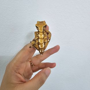 노멀 트라이 텐저린 바브